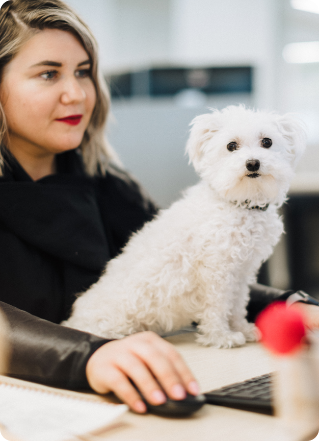 Pet Adoption app case study image